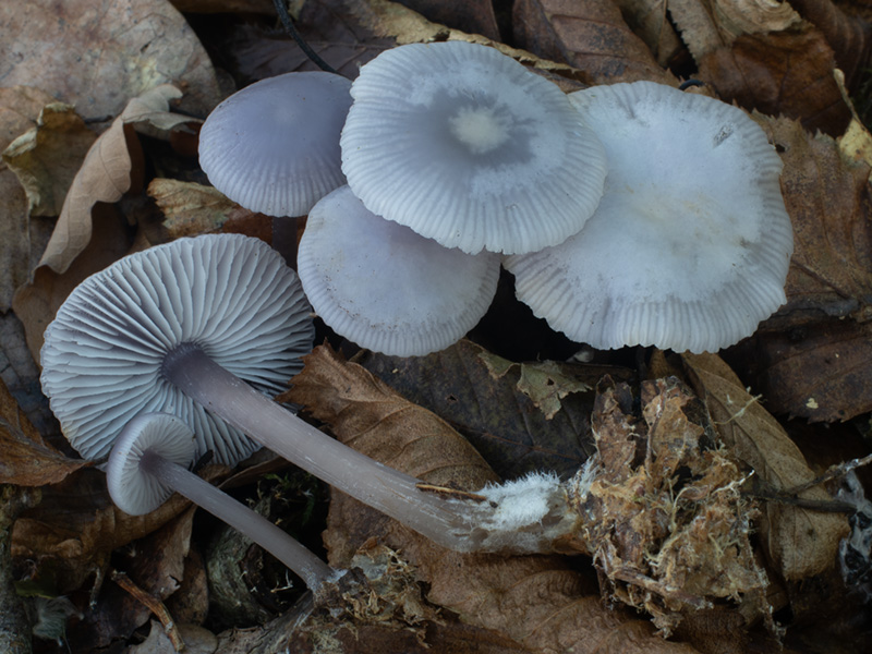 Mycena pura